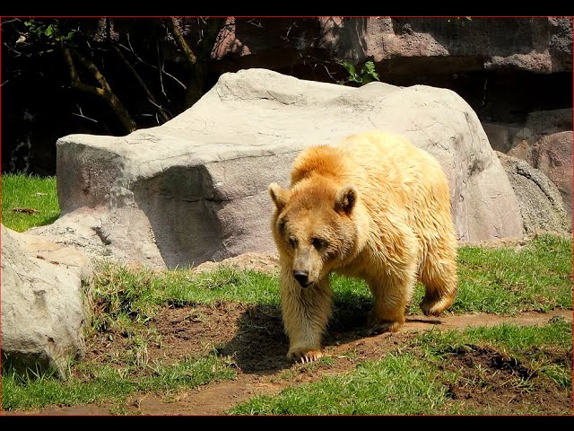 Explore the Chapultepec Zoo in Mexico City